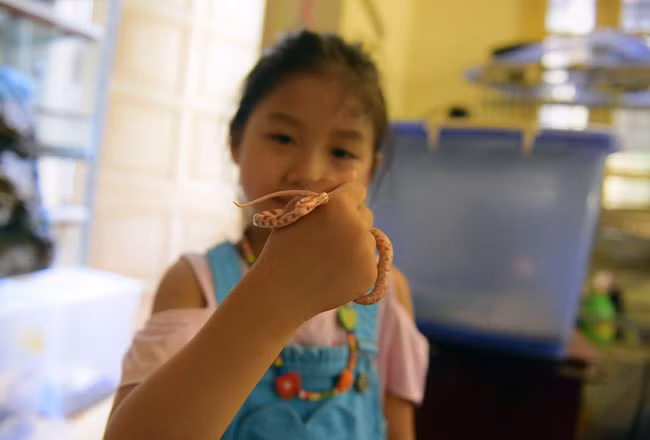 Dù mới 5 tuổi nhưng bé Nguyễn Ngọc Thanh – con gái của Việt Anh luôn chơi với những chú rắn ở trong nhà, bé cũng học được bố ở điểm rất yêu động vật và khá dạn dĩ trước các loài bò sát.