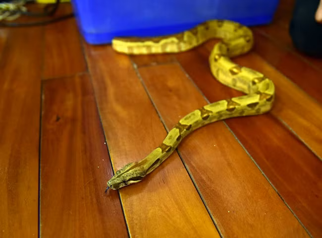 ... hay một chú trăn lớn đều có bề ngoài mang vẻ hung dữ nhưng thực chất theo anh Việt Anh, đây đều là các loại rắn, trăn cảnh đã được thuần hóa, không có độc nên rất hiền.