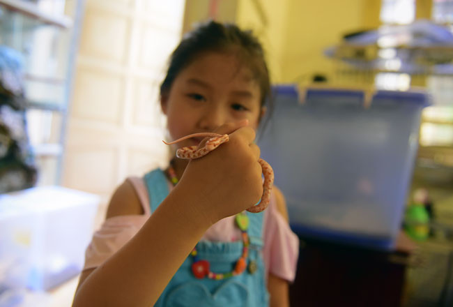 Dù mới 5 tuổi nhưng bé Nguyễn Ngọc Thanh – con gái của Việt Anh luôn chơi với những chú rắn ở trong nhà, bé cũng học được bố ở điểm rất yêu động vật và khá dạn dĩ trước các loài bò sát.
