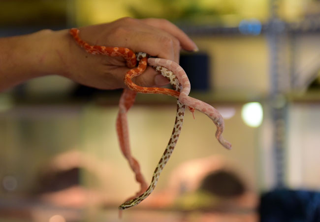 Hiện nay, bộ sưu tập rắn cảnh của Việt Anh cũng lên đến 30 con (trong đó có đến 10 loại) được sưu tầm từ nhiều nước trên thế giới, trước khi đưa về Việt Nam chúng đều được kiểm dịch và có giấy tờ, nguồn gốc cụ thể.