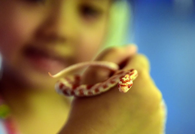 "Rắn không thể ra ngoài và đi bộ với mình như khi nuôi thú cưng là chó nhưng điều đó không có nghĩa là chúng không cần được chăm sóc kỹ lưỡng", chủ nhân bộ sưu tập khủng chia sẻ. Anh cũng cho biết thêm: "Rắn cũng cần tắm, người nuôi chúng chỉ cần đặt một chiếc bát nhỏ chứa một lượng nước ấm vừa đủ, sau khi rắn chui vào đó, nó sẽ có một phòng tắm riêng".