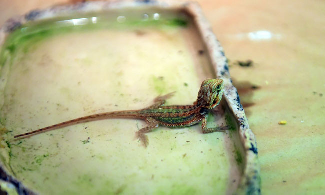 Ngoài việc nuôi các loài trăn, rắn cảnh, Việt Anh còn sở hữu bộ sưu tập nhiều loại vật nuôi khác như: rồng đất, kỳ đà…