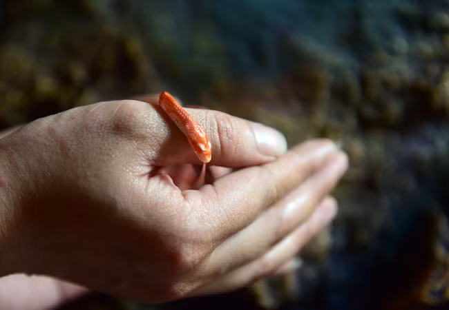 Một con rắn Mountain king snake (hay còn gọi là rắn vua) khoảng 3 tháng tuổi. Đây là loại rắn dễ chăm sóc và nhiều các biến thể màu sắc, chúng có xuất xứ từ phía Tây Hoa Kỳ và miền Bắc Mexico.