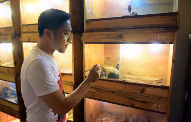 Anh Việt Anh cho biết: "Rắn là một trong những vật nuôi sạch, nhu cầu dinh dưỡng đơn giản, cũng không ồn ào. Nếu bạn chăm sóc chúng cẩn thận, rắn có thể sống từ 10 đến 20 năm".