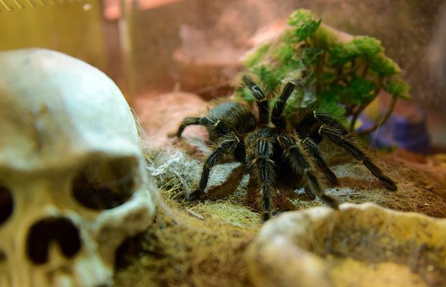 Một con nhện cảnh Grose Tarantula - loài nhện cảnh lông lá đến từ xứ nhiệt đới. Nhện Grose Tarantula đang rất được ưa chuộng với các bạn trẻ thích chơi thú cưng độc và lạ.
