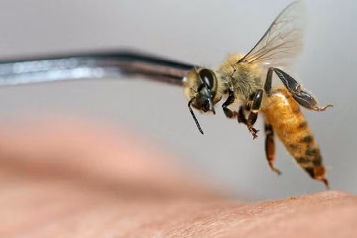 Cách nhận biết ong vò vẽ sát thủ giết nhiều người Cach nhan biet ong vo ve sat thu giet nhieu nguoi