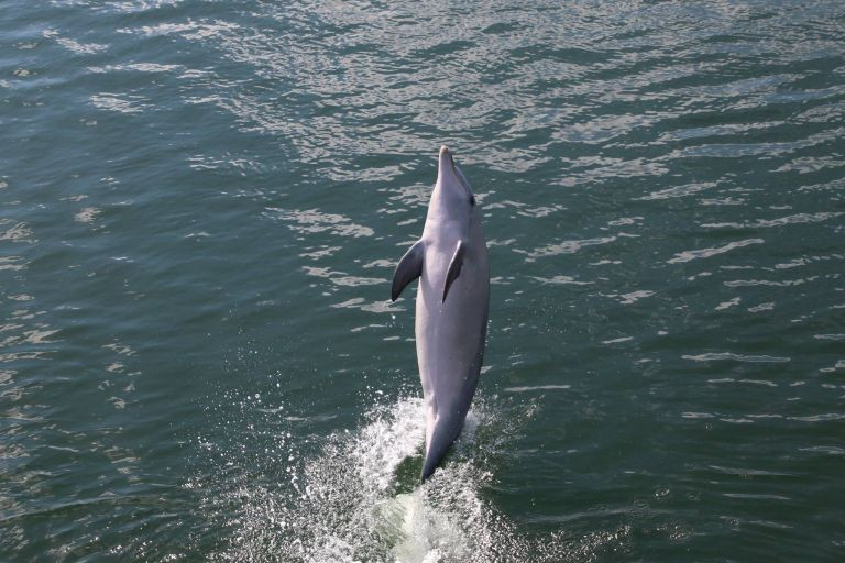 Ky thu ca heo day ban di bang duoi