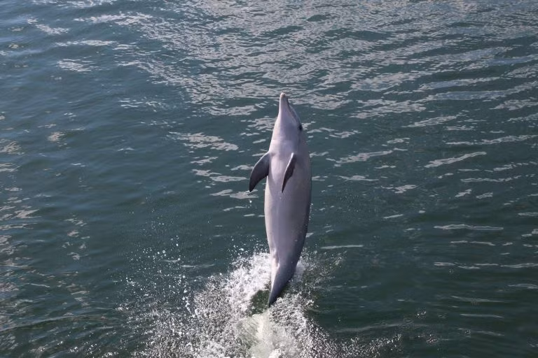 Ky thu ca heo day ban di bang duoi