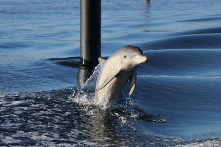 Ky thu ca heo day ban di bang duoi-Hinh-2