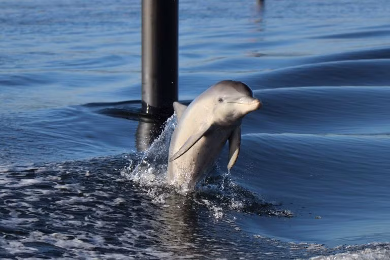 Ky thu ca heo day ban di bang duoi-Hinh-2