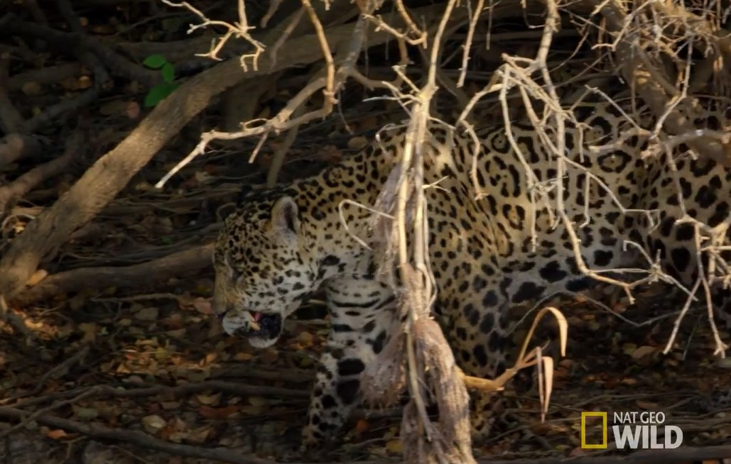 Bao dom nhay song giet chet ca sau trong chua day 30 giay