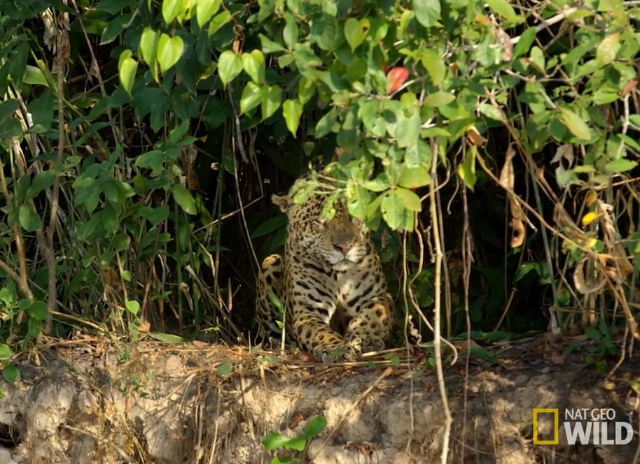 Bao dom nhay song giet chet ca sau trong chua day 30 giay-Hinh-3