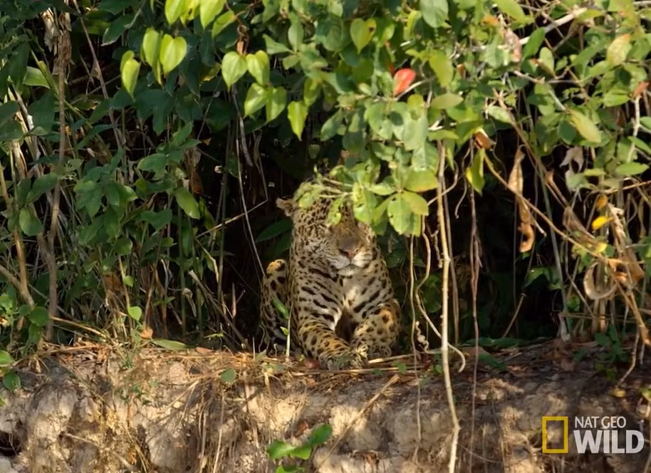 Bao dom nhay song giet chet ca sau trong chua day 30 giay-Hinh-3