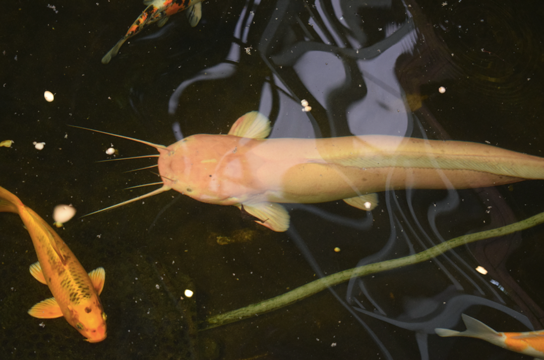 Can canh ca tre bach tang “khung” o mien Tay