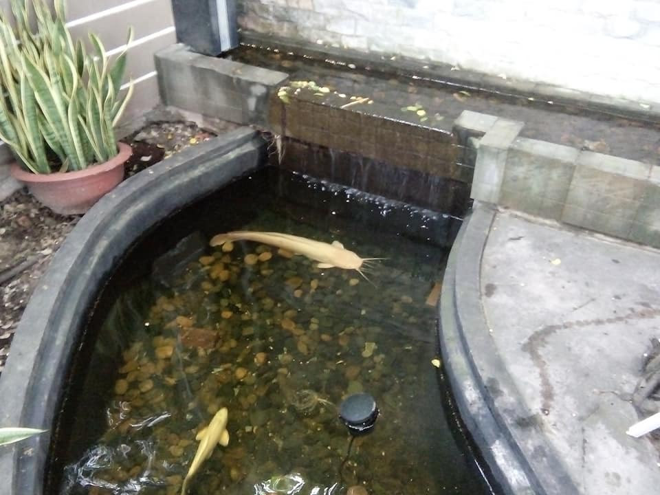 Can canh ca tre bach tang “khung” o mien Tay-Hinh-2