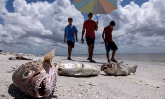 300 tan ca phoi xac vi hien tuong thien nhien dang so-Hinh-3