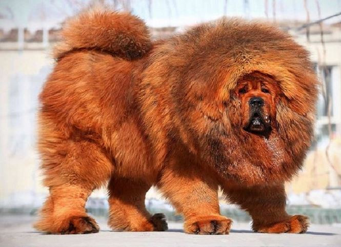 Kham pha hai giong cho dat nhat the gioi