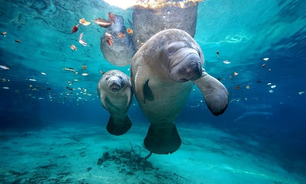 Lon bien chet hang loat voi nguyen nhan dang bao dong