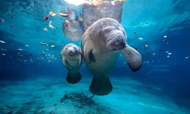 Lon bien chet hang loat voi nguyen nhan dang bao dong