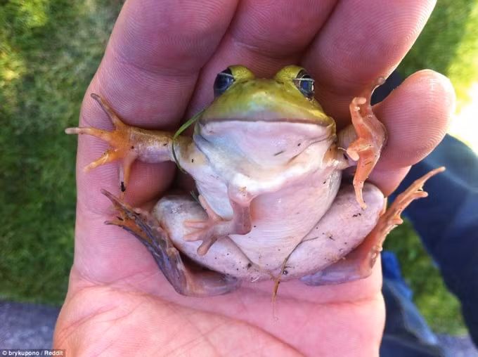Trang Bored Panda đã khuyến khích độc giả gửi về cho họ những hình ảnh chụp trong thiên nhiên kỳ lạ nhất mà họ từng thấy, và kết qủa mang lại thật đáng kinh ngạc. Một người dùng Reddit đã chia sẻ hình ảnh con ếch 5 chân sống ở nhà của họ. Những người sống xung quanh thường xuyên tìm đến để quan sát con vật kỳ lạ này.