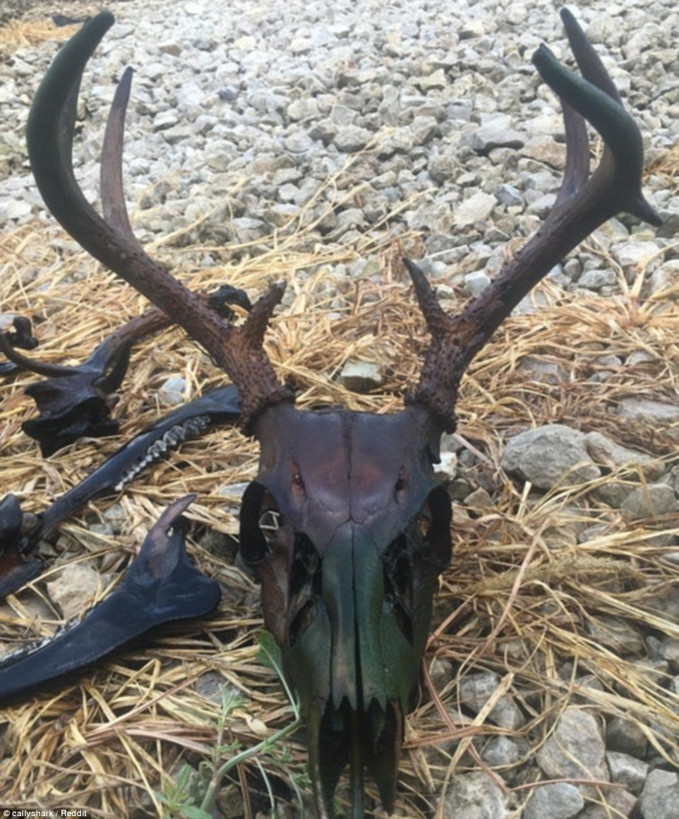 Đầu của con hươu sau một năm chìm dưới nước.