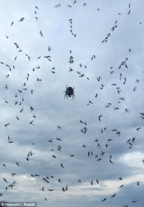 Con nhện và những con mồi mà nó bắt được