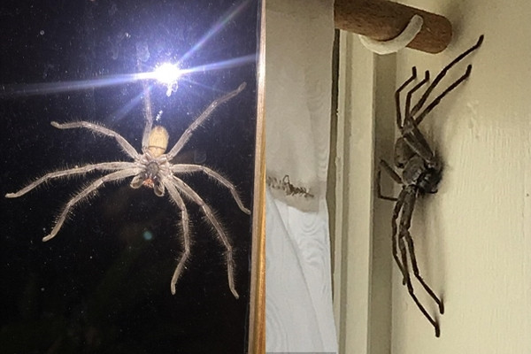 Không dành cho những người sợ nhện.