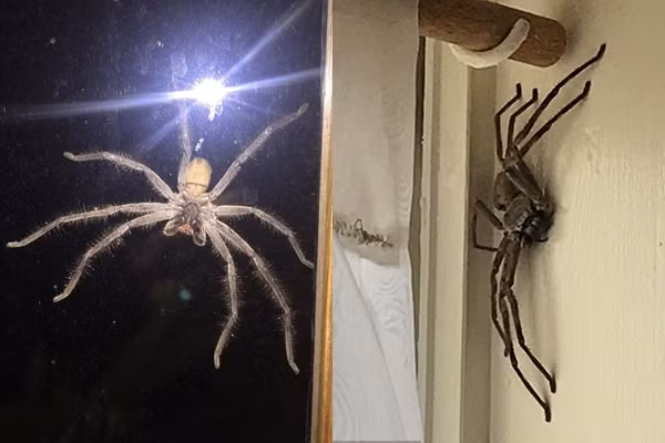 Không dành cho những người sợ nhện.