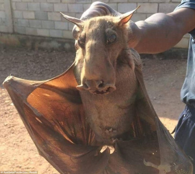 Một trong những con dơi đáng sợ nhất thế giới.