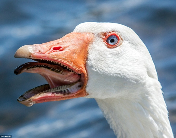 Đây là toàn bộ khoang miệng của một con ngỗng.