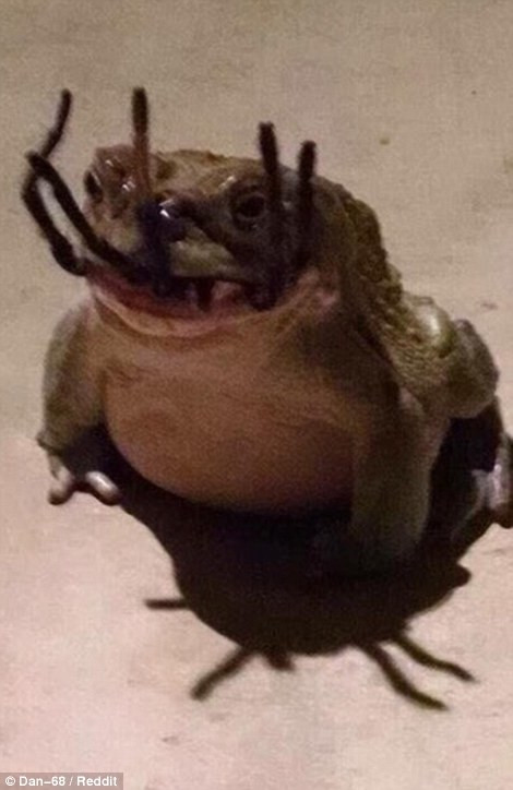 Con cóc này vừa bắt được một con nhện.