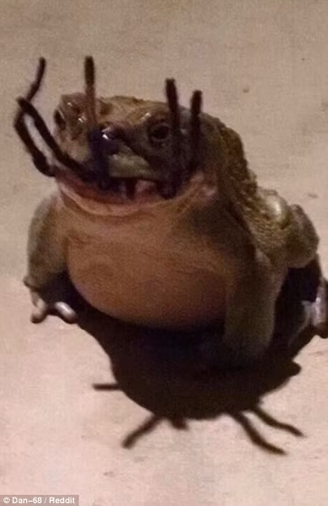 Con cóc này vừa bắt được một con nhện.