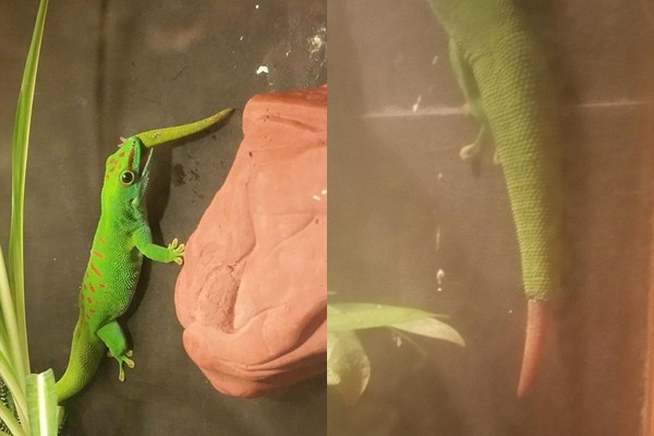 Con tắc kè tự ăn đuôi của nó và mọc trở lại.