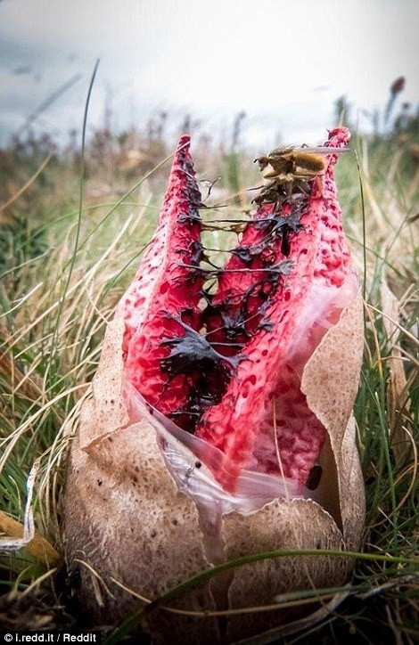 Đây là một loài nấm bắt mồi.