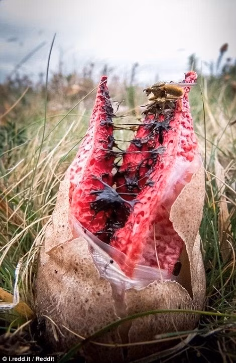 Đây là một loài nấm bắt mồi.