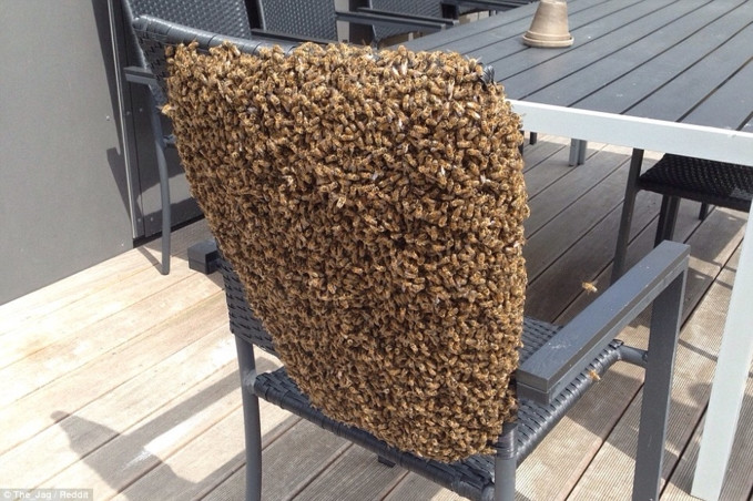 Chế ghế sân sau trở thành tổ cho ong bắp cày.