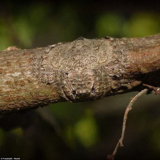 Khả năng ngụy trang của loài nhện.