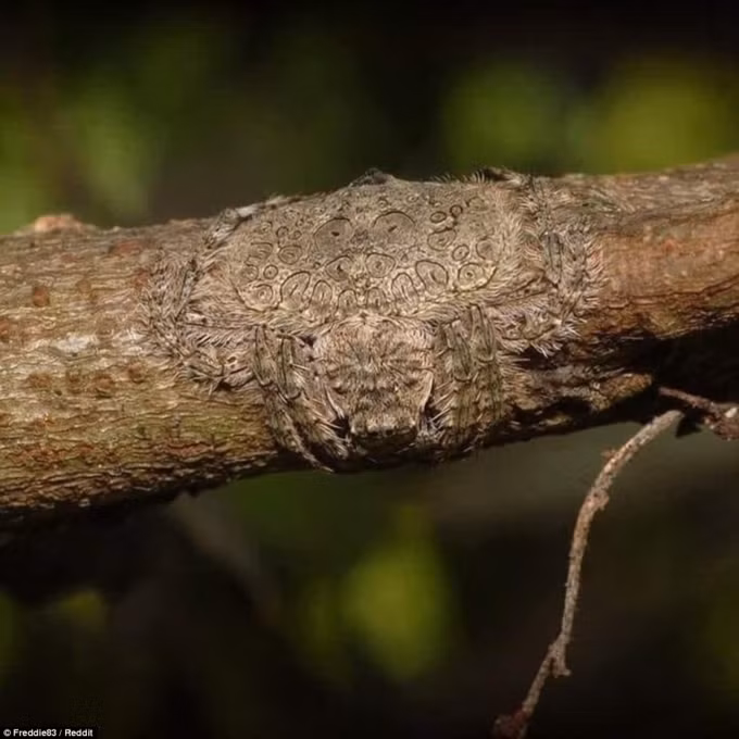 Khả năng ngụy trang của loài nhện.