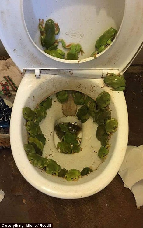 Bạn sẽ làm gì nếu nửa đêm nhìn thấy nhà vệ sinh thế này?