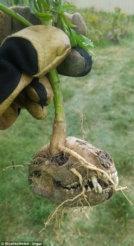 Một nông dân đã sốc khi tìm thấy thứ này trong vườn họ.