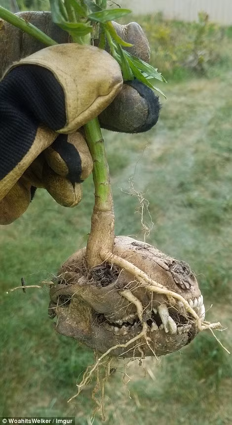 Một nông dân đã sốc khi tìm thấy thứ này trong vườn họ.