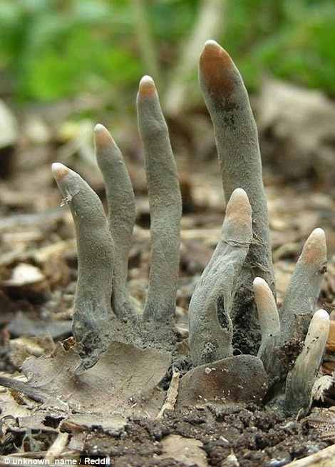 Xylaria Polymorpha, một loại nấm có hình ngón tay.