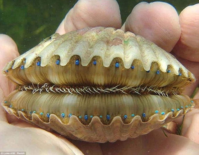 Có thể bạn chưa biết, sò điệp thật chất có cả răng và mắt.