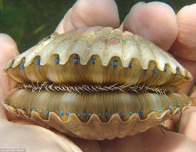 Có thể bạn chưa biết, sò điệp thật chất có cả răng và mắt.