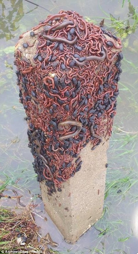 Côn trùng và sâu bọ cố gắng tránh nước ngập.