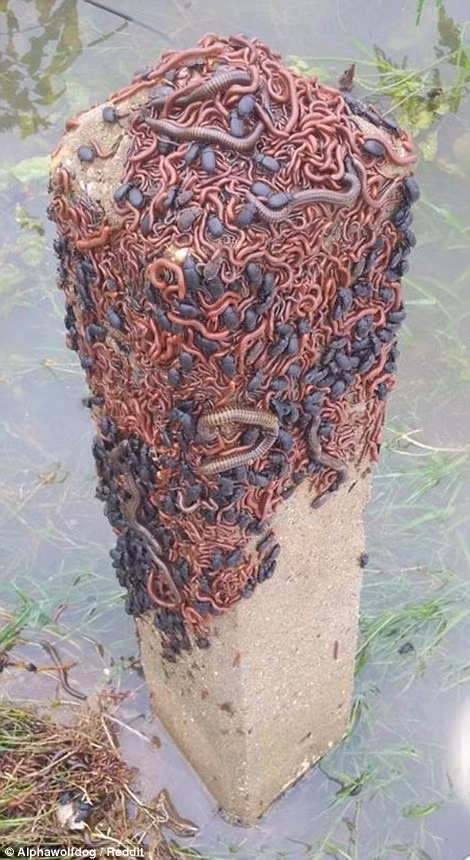 Côn trùng và sâu bọ cố gắng tránh nước ngập.