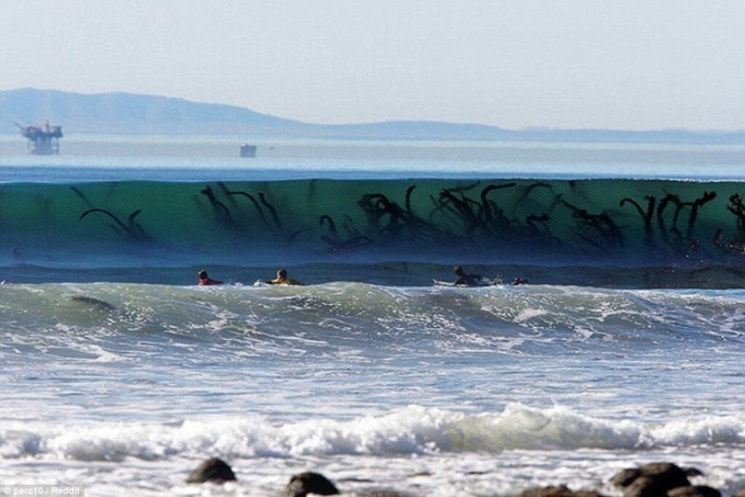 Đây là rong biển nhưng có thể khiến người khác dễ dàng liên tưởng đến xúc tua của quái vật.