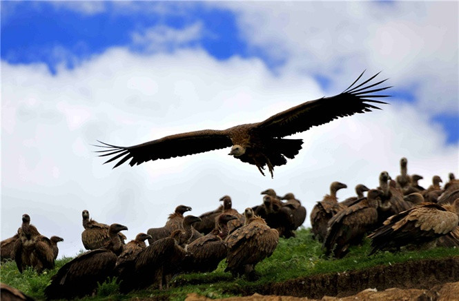 Ky thu chuyen cho ken ken an thit nguoi cua nguoi Tay Tang-Hinh-4