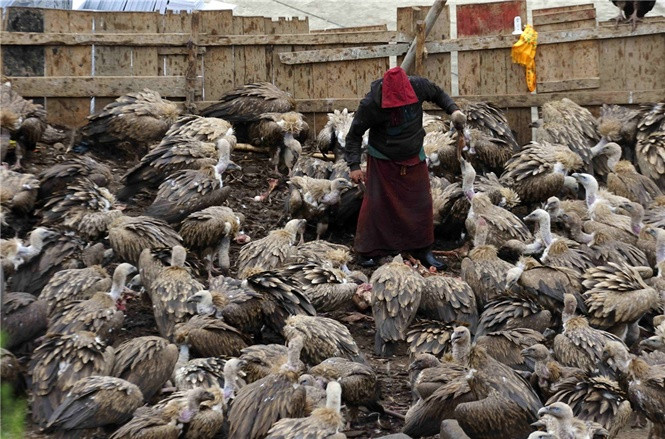 Ky thu chuyen cho ken ken an thit nguoi cua nguoi Tay Tang-Hinh-2