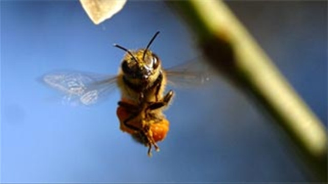 Thức ăn chủ yếu của ong vò vẽ là mật ong và nước quả chín. Chúng nuôi các con non của mình bằng côn trùng có hại cho cây vườn.